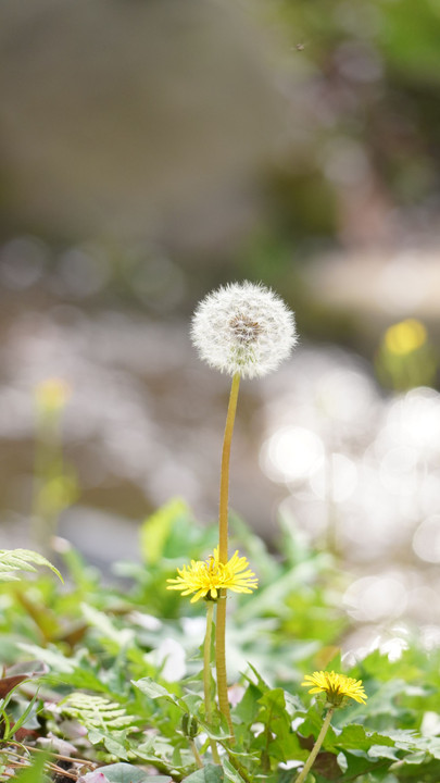 三渓園の花々