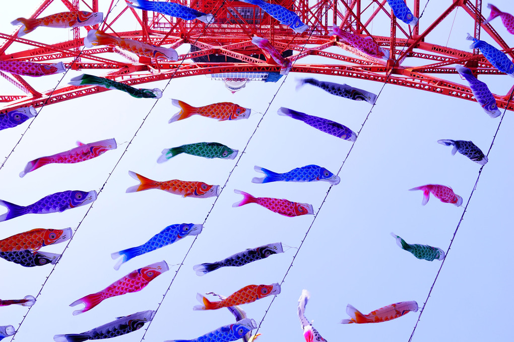 東京タワーに泳ぐ鯉のぼり