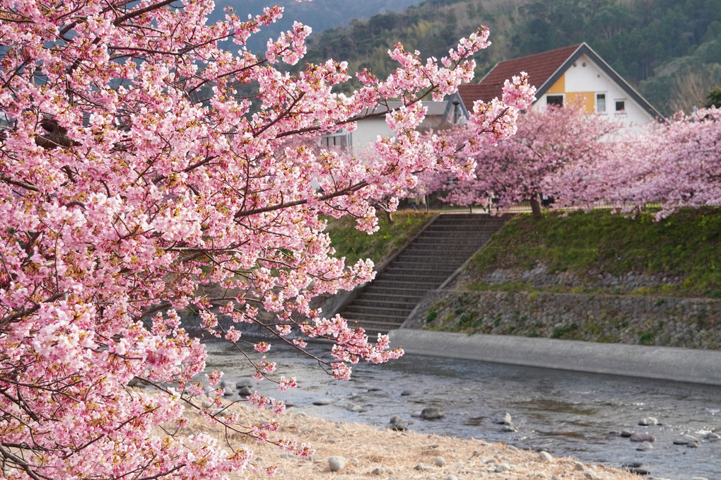 伊豆河津桜まつり