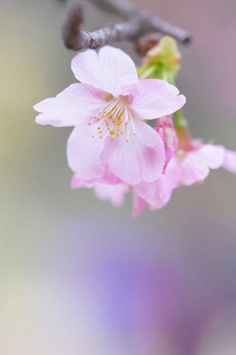 桜が咲き始めました🌸