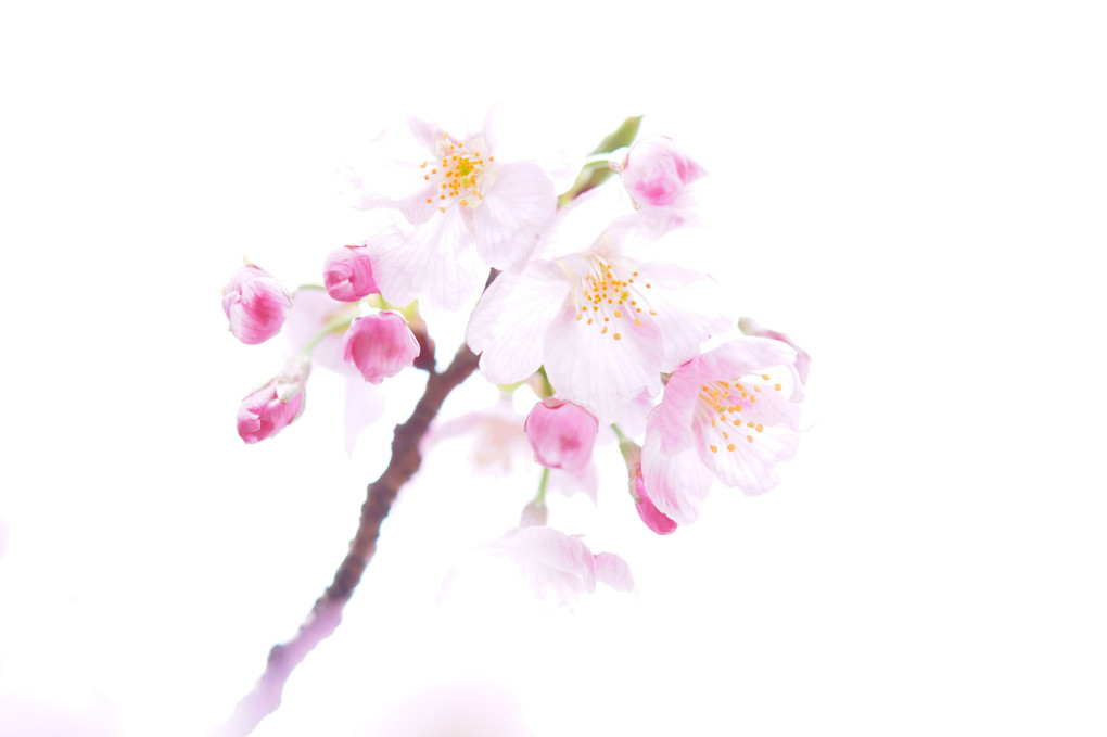 桜が咲き始めました🌸