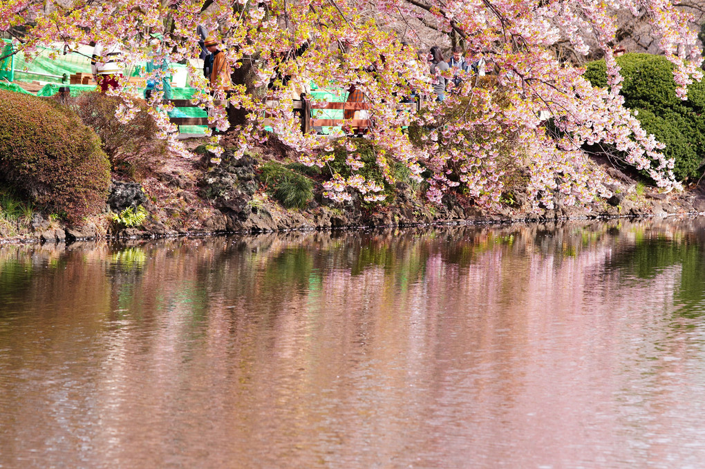 新宿御苑の桜🌸