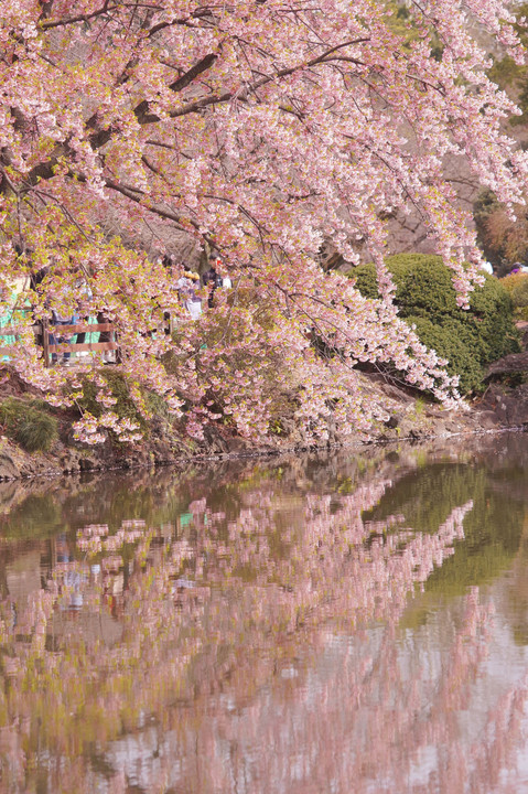 新宿御苑の桜🌸