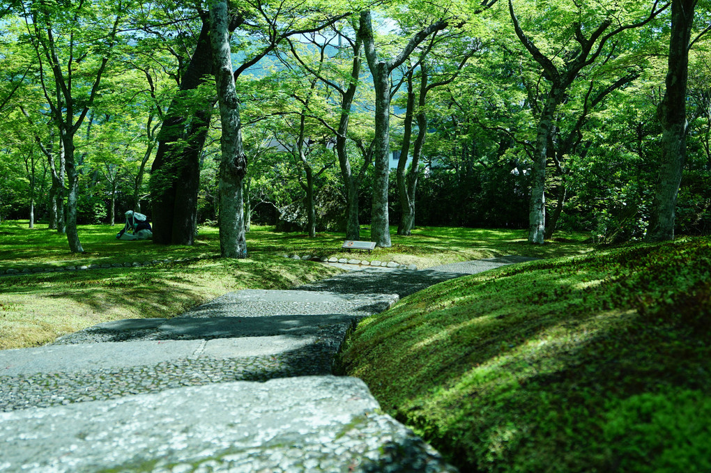 箱根美術館「青紅葉の庭園」