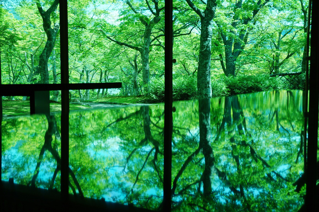 箱根美術館「青紅葉の庭園」