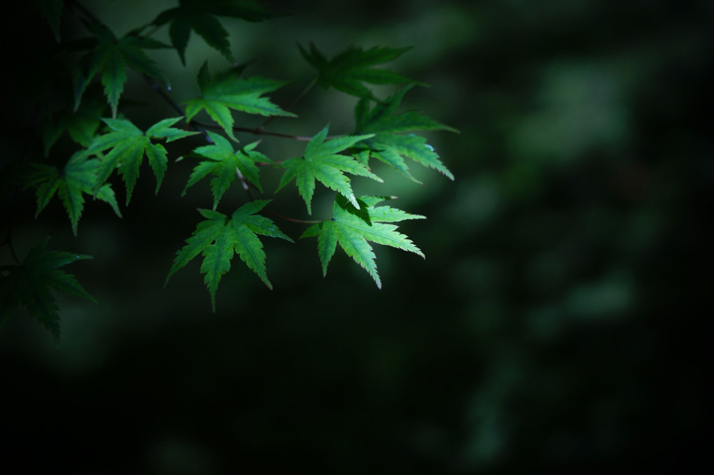 箱根美術館「青紅葉の庭園」