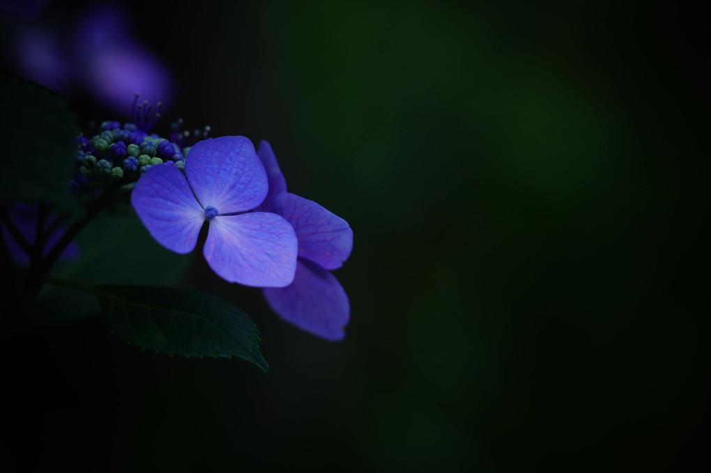 皇居東御苑の紫陽花