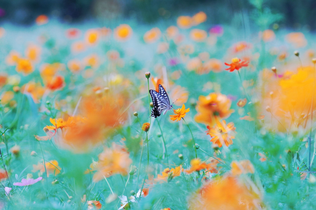 蝶とお花畑