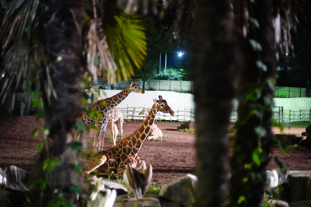 サマーナイト＠Tama Zoo にて