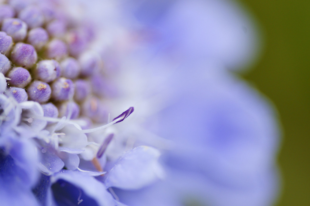 車山高原の花