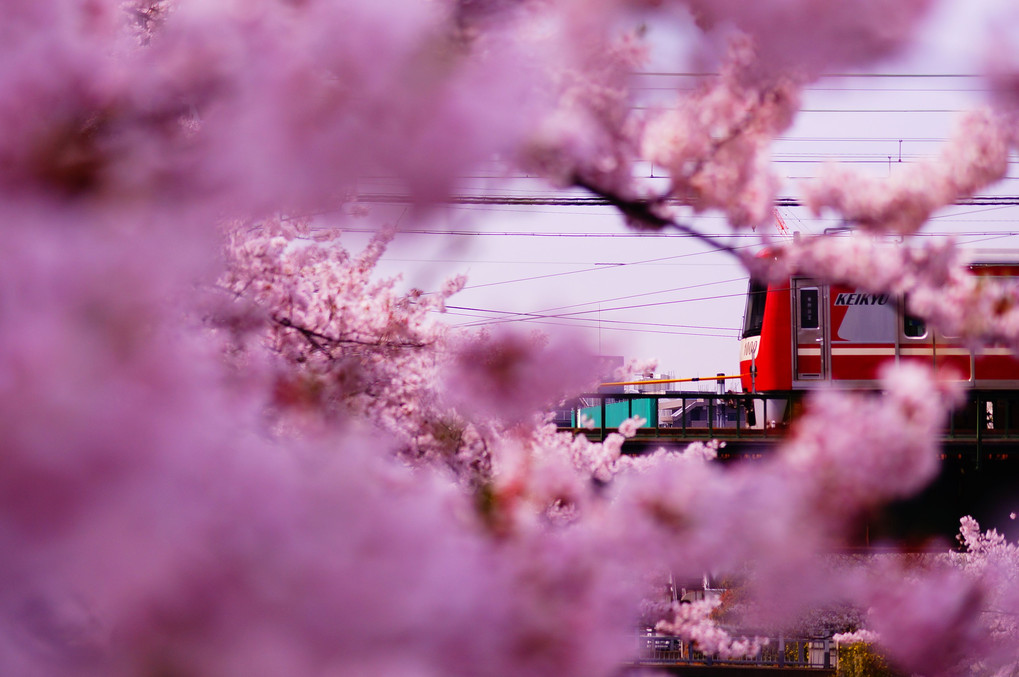 桜のトンネル越しの赤い電車