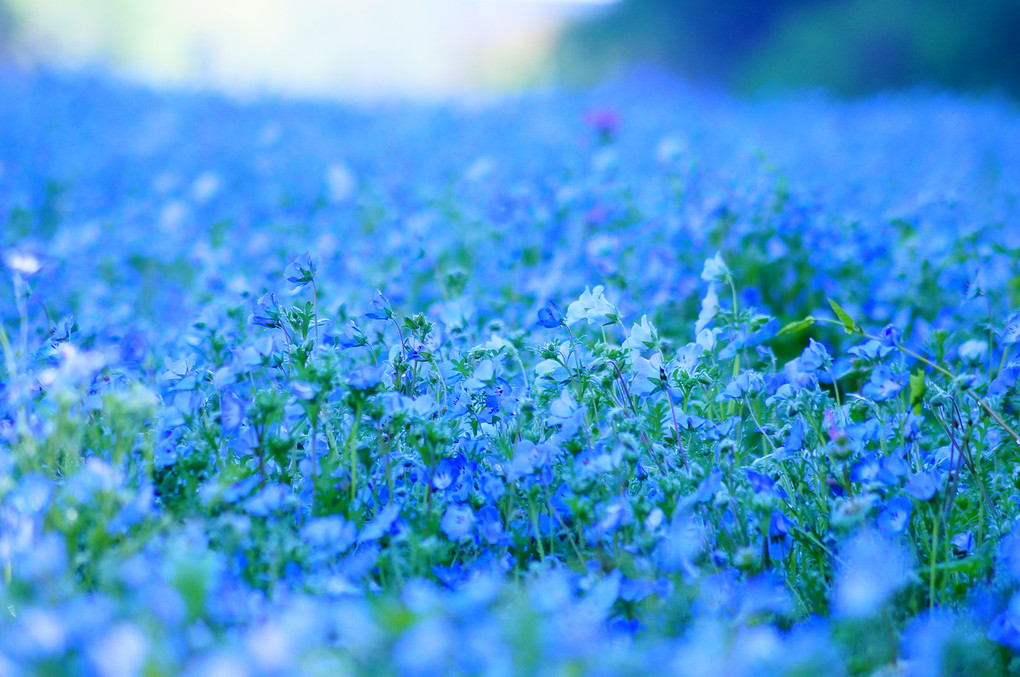 青い花と朝露