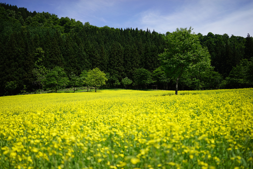 菜の花畑