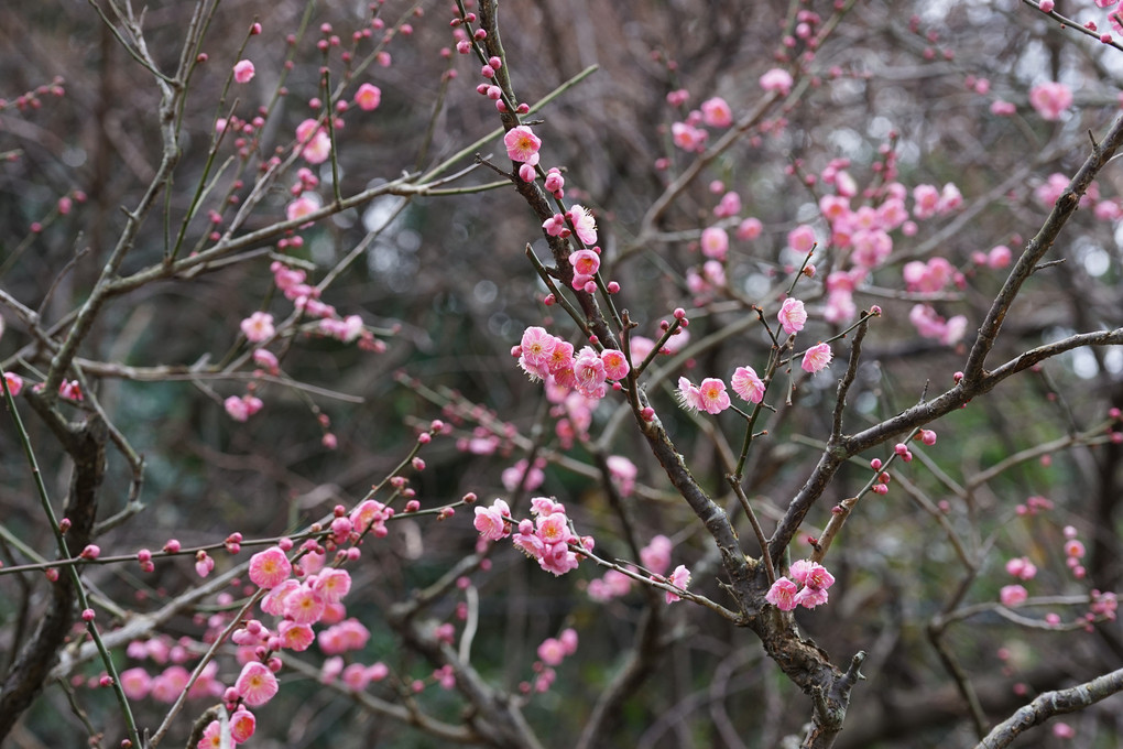 梅の花