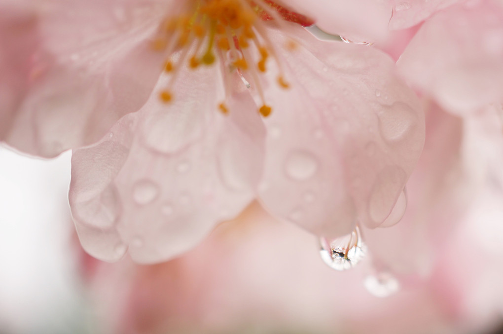 雨にさくら