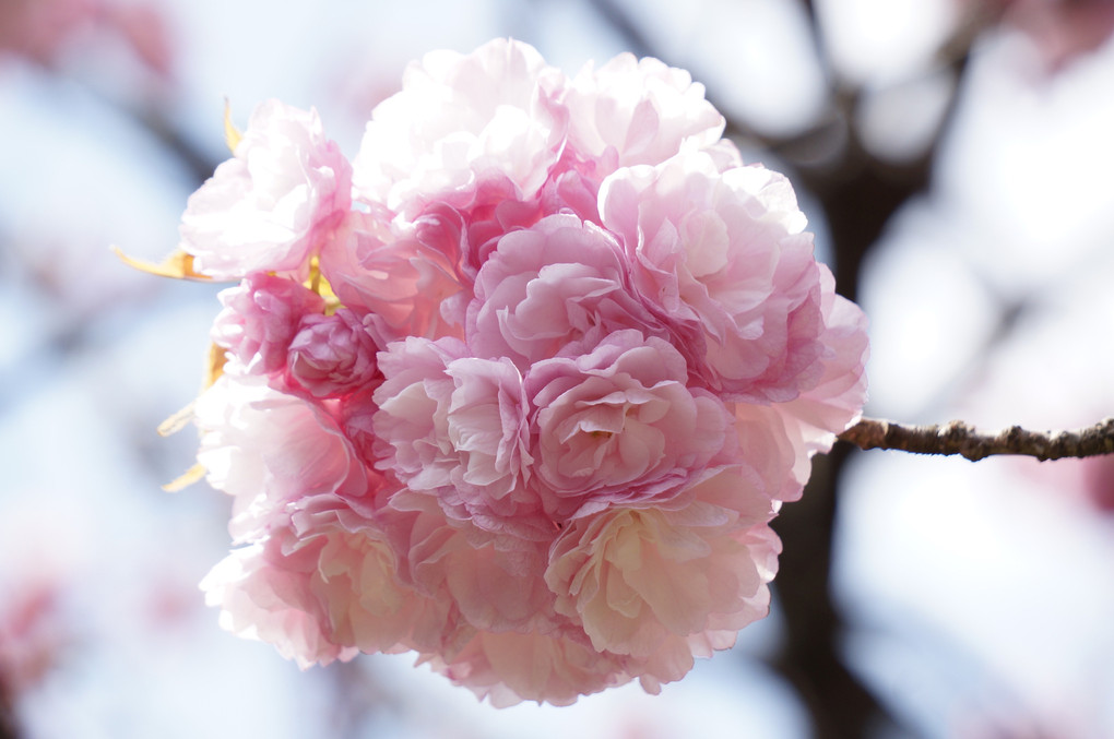 八重桜