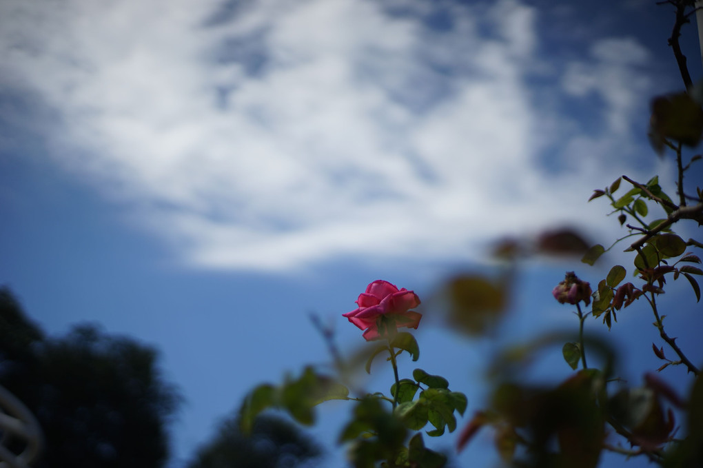 秋雲に薔薇