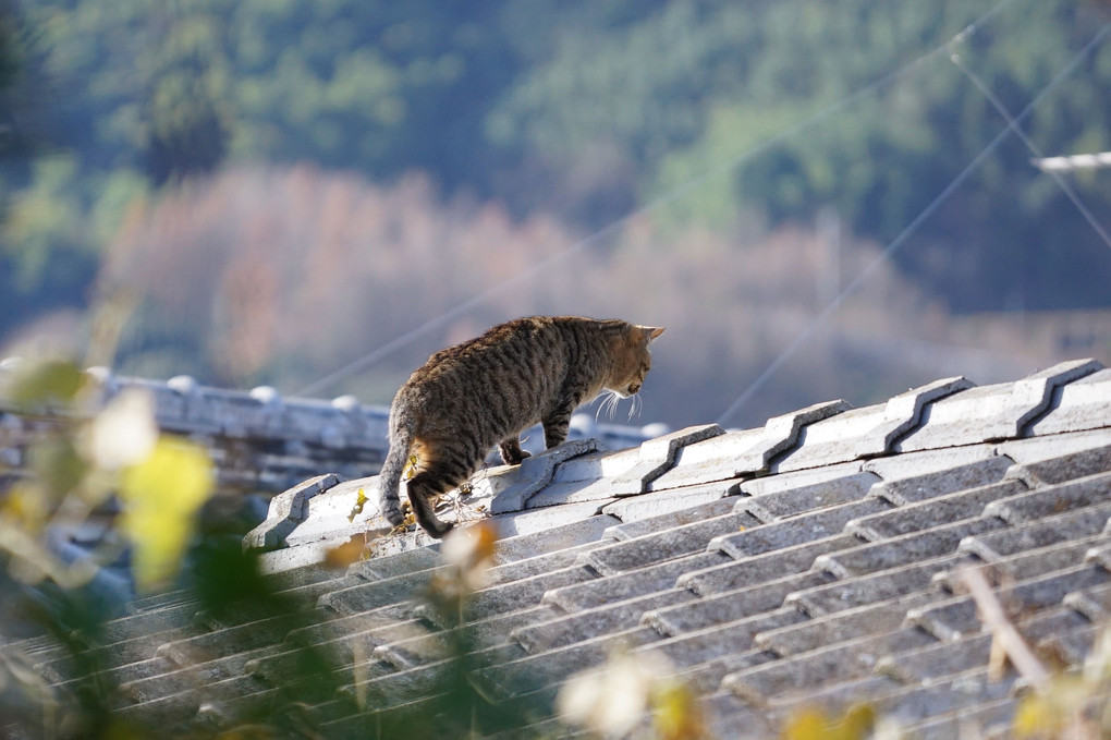 屋根の上のネコ