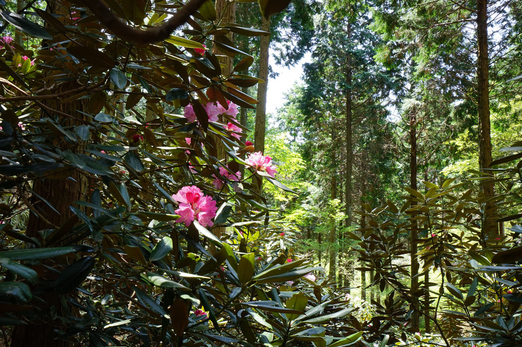 シャクナゲの咲く森の中へ