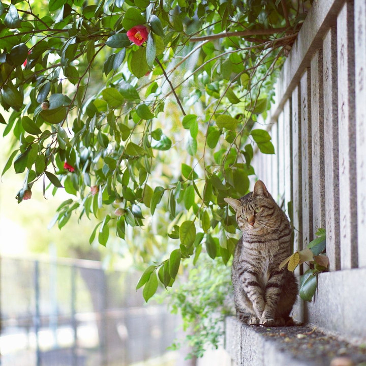 神社の小道で