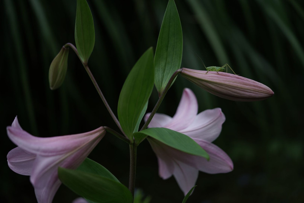 花と虫