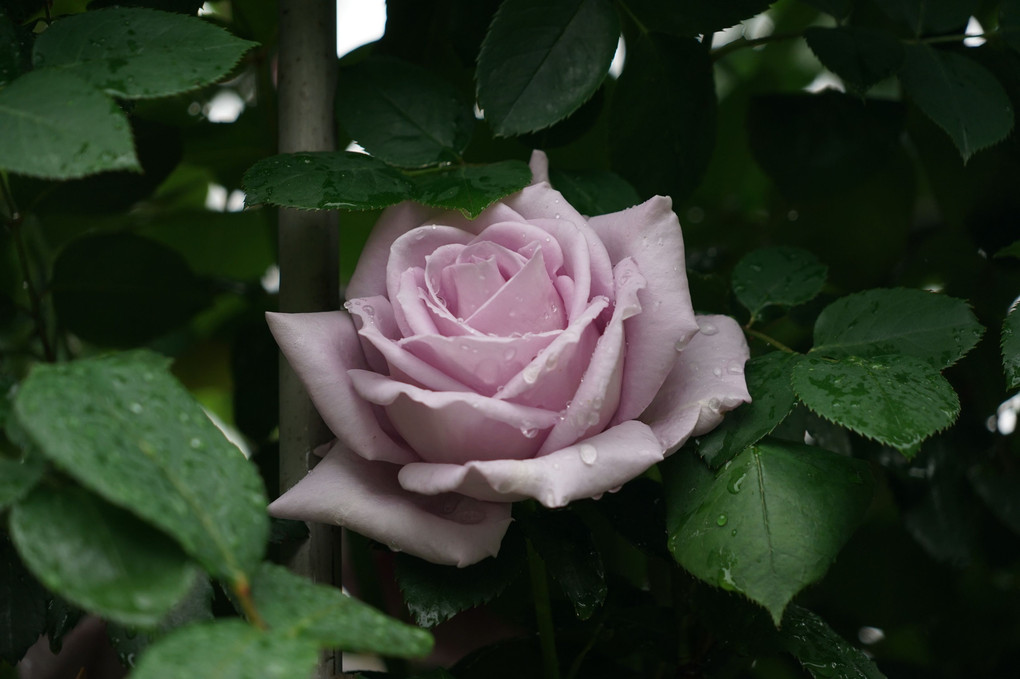 雨の日の薔薇