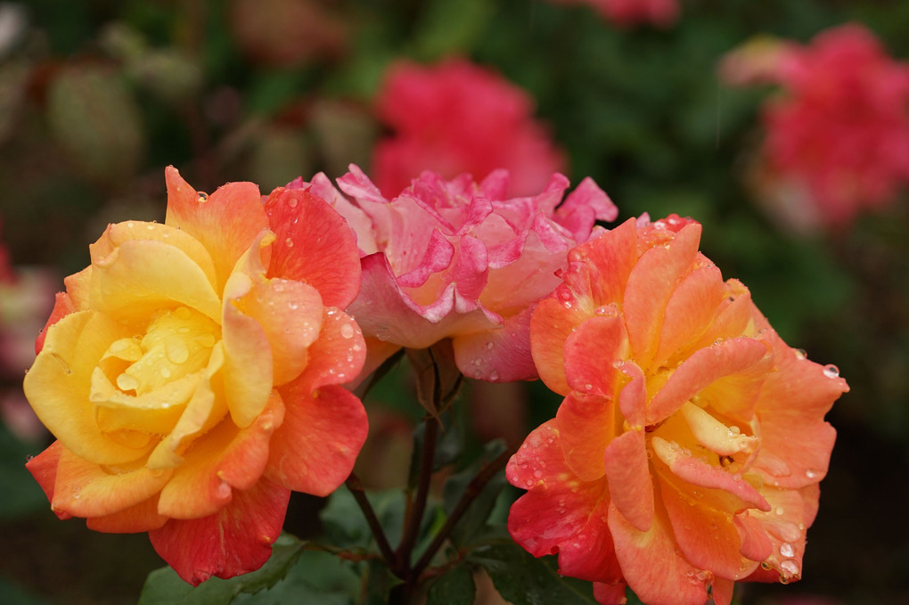 雨の日の薔薇