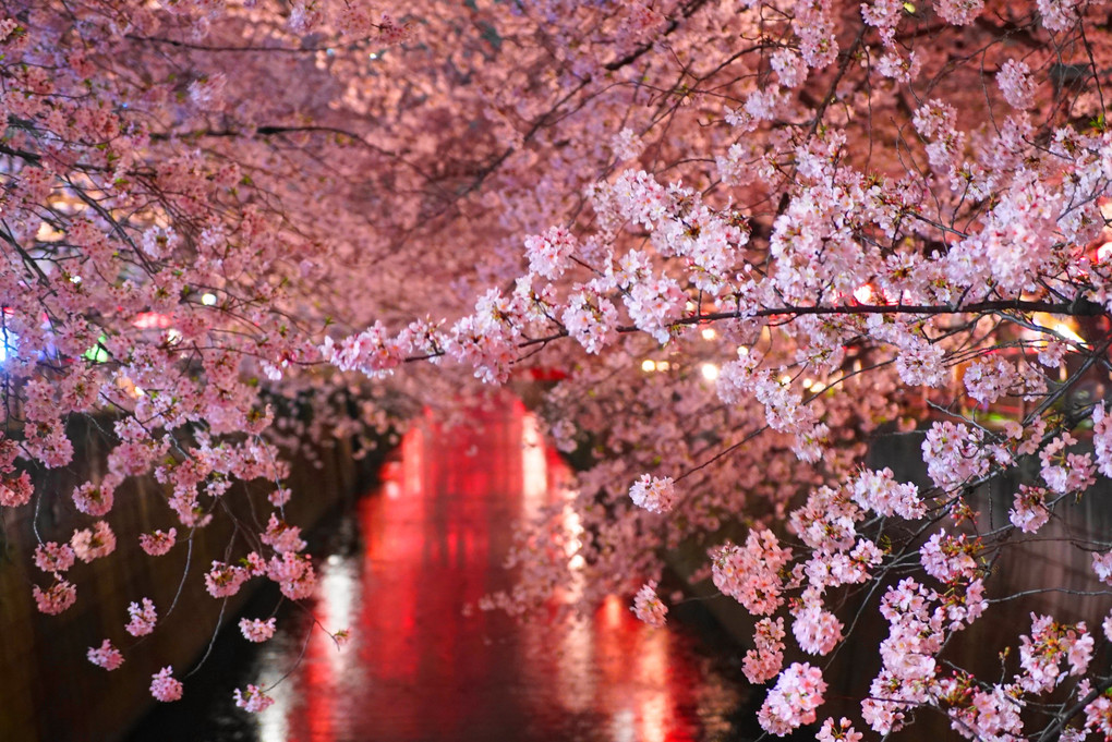 夜桜＠目黒川