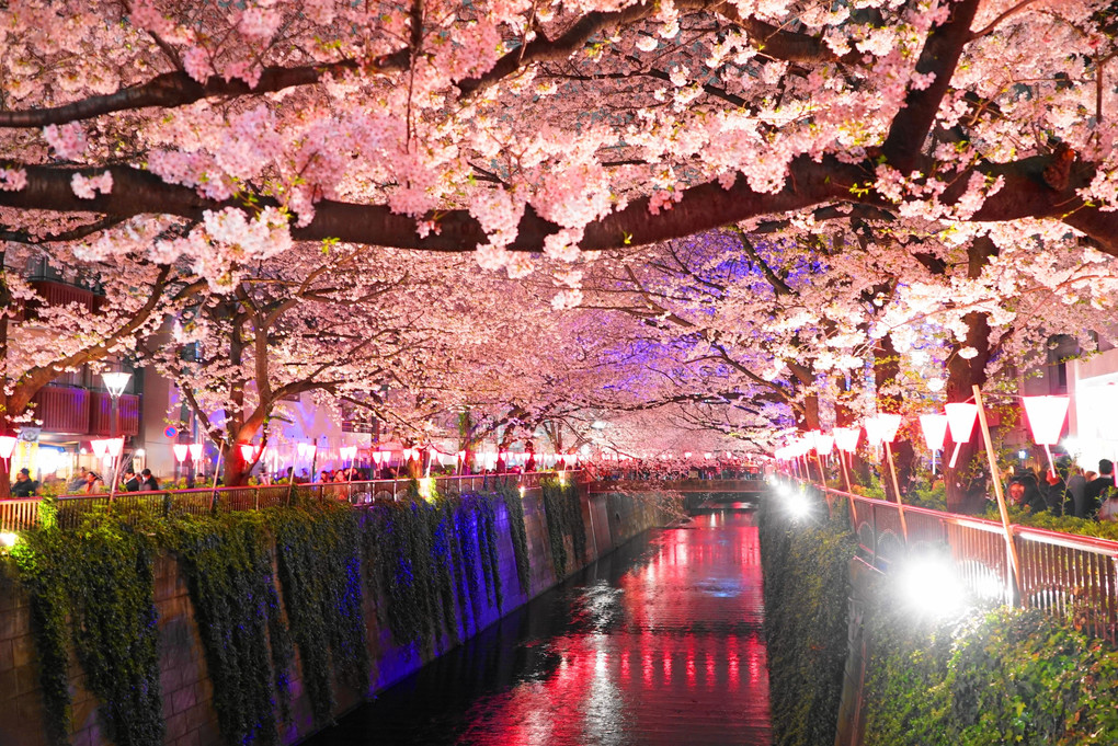 夜桜＠目黒川