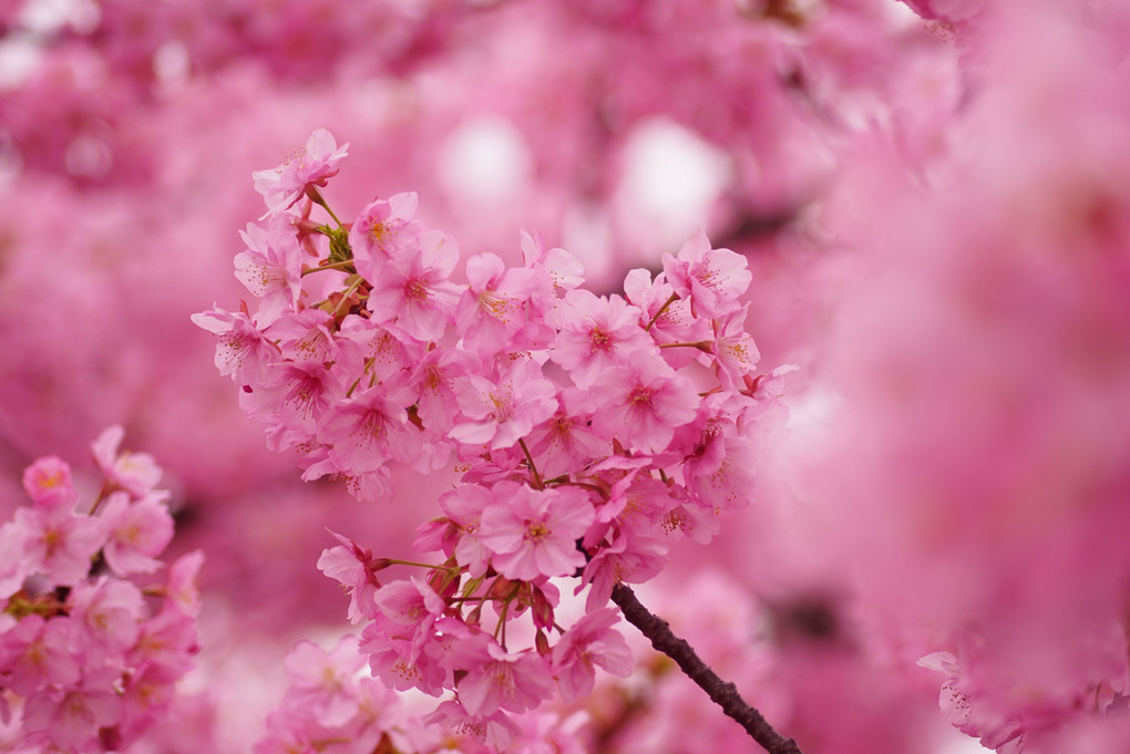 ちょっと旬が過ぎた、河津桜。