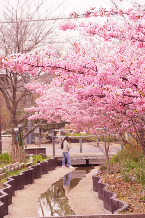 ちょっと旬が過ぎた、河津桜。