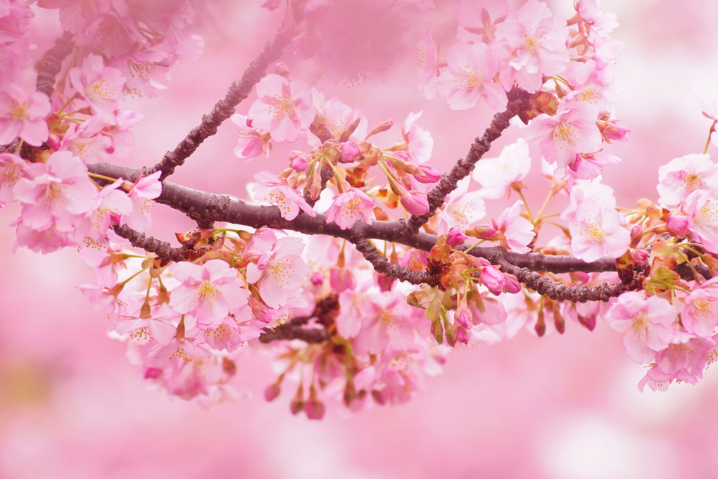ちょっと旬が過ぎた、河津桜。