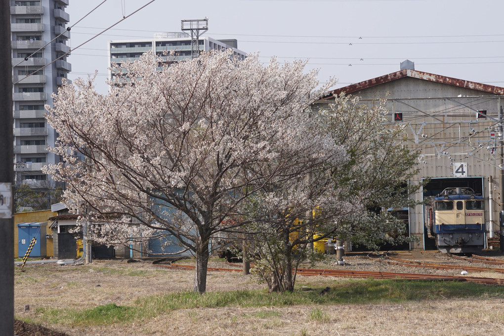 桜と桃　