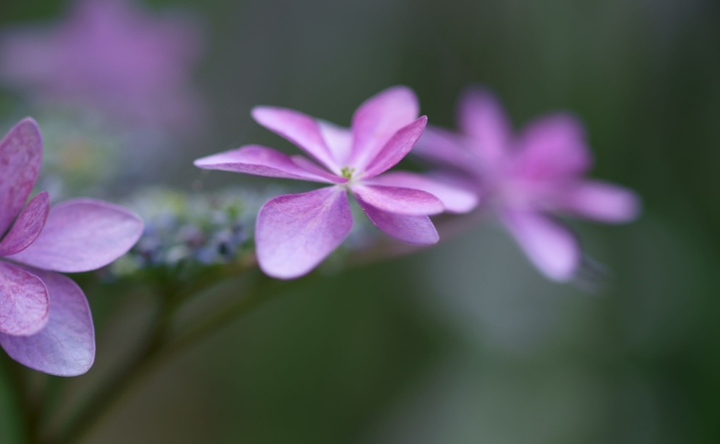 梅雨に紫陽花が合う