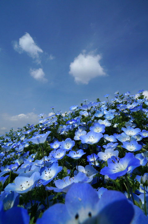 花の青と空の青