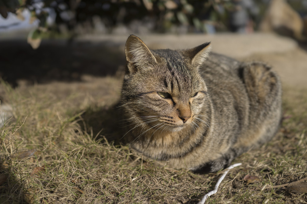 14.尾道　ねこ