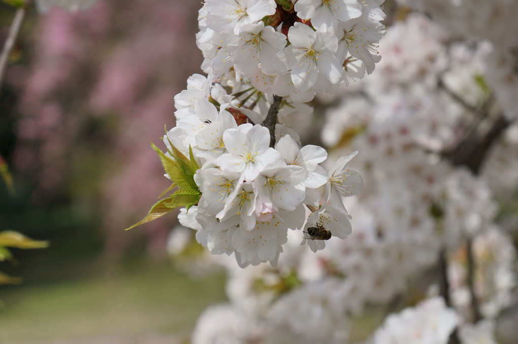 春の花４月9日白い桜