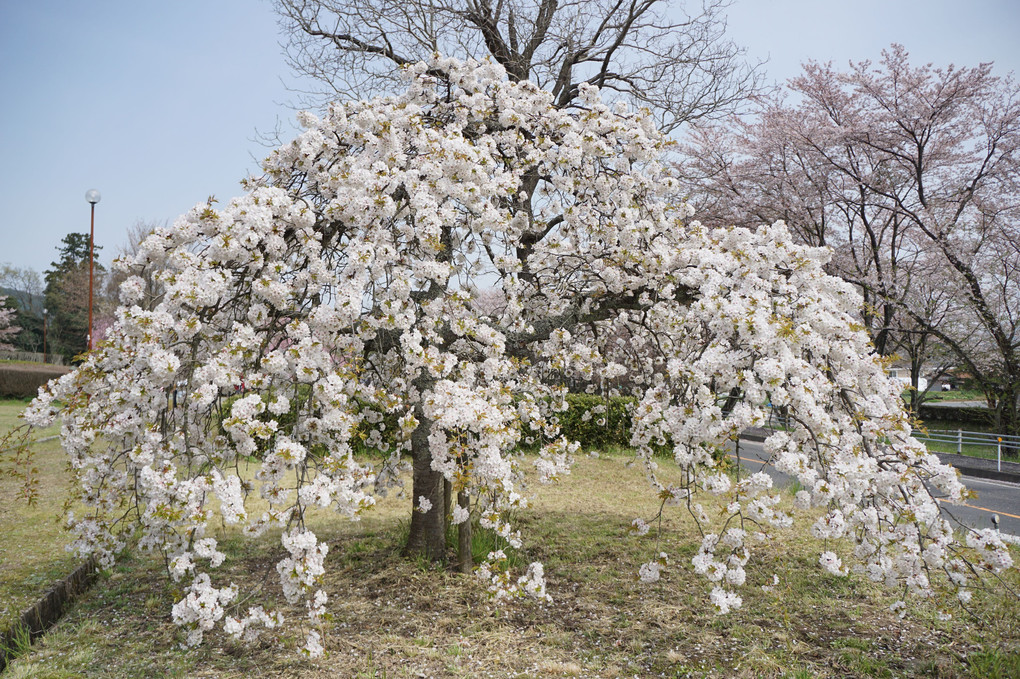 春の花４月9日白い桜