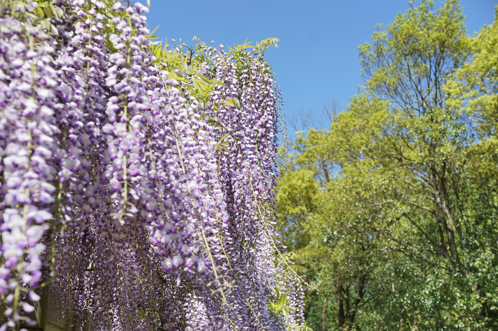 春の花５月３日・４日～藤