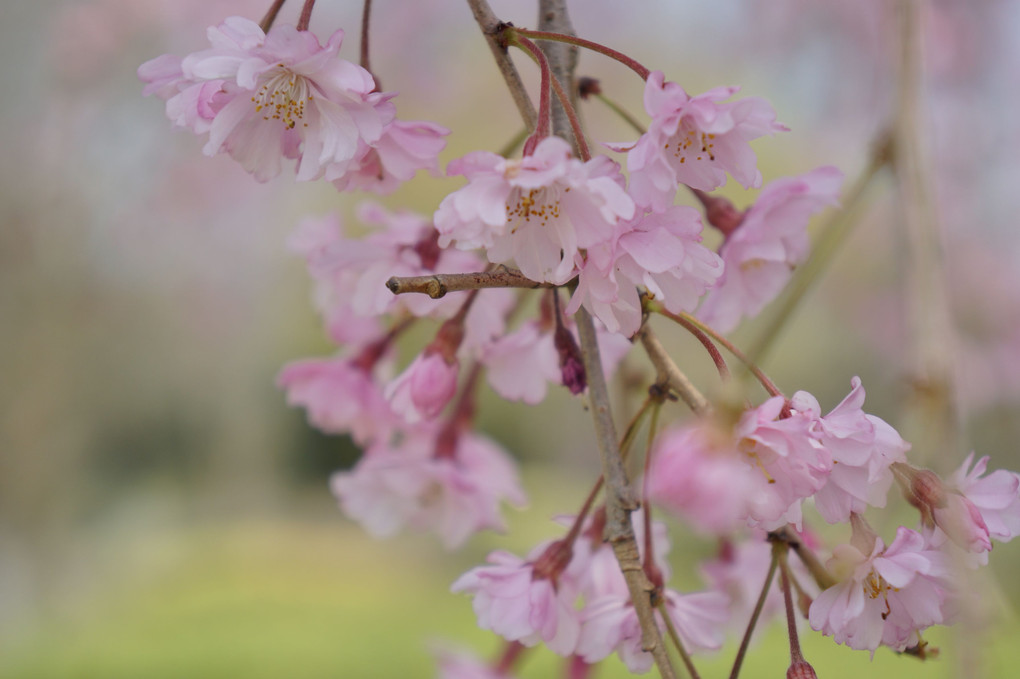 春の花４月９日～枝垂れ桜
