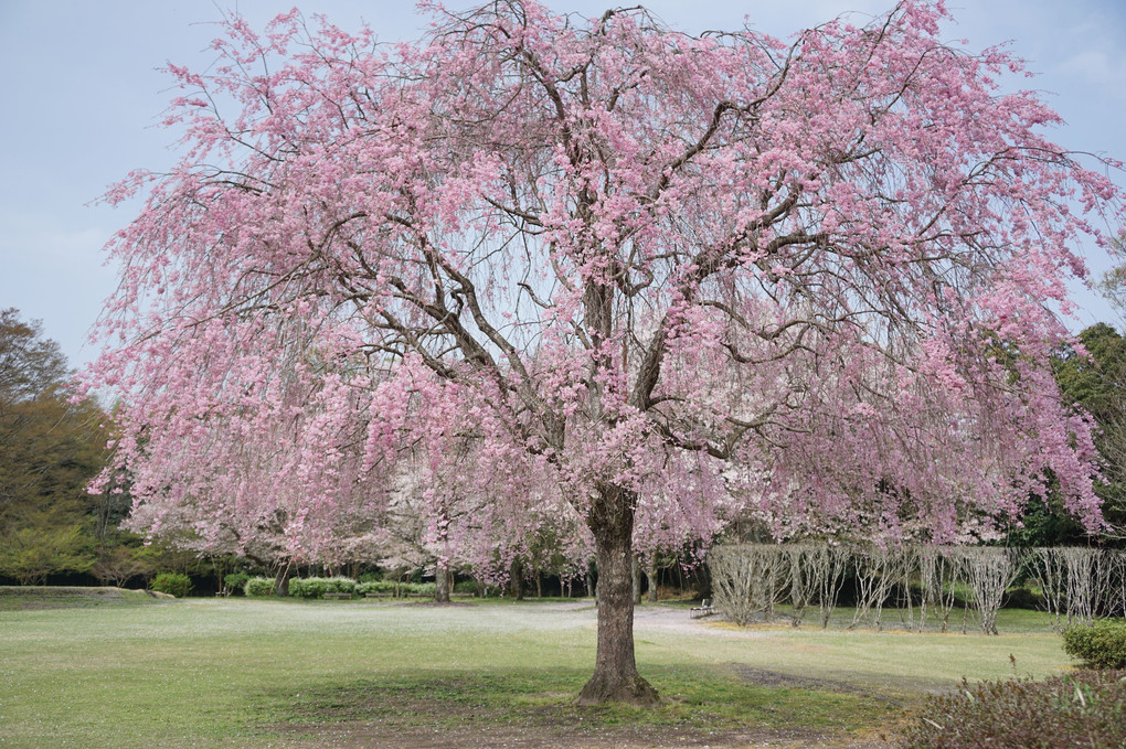 春の花４月９日～枝垂れ桜