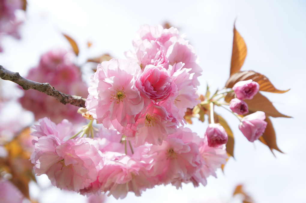 春の花４月１６日～八重桜