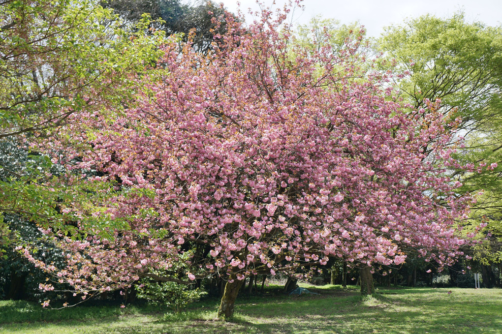 春の花４月１６日～八重桜