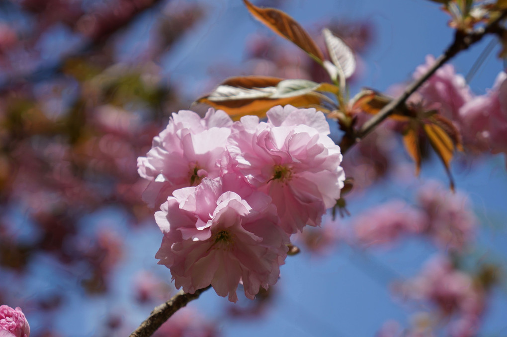 春の花４月１６日～八重桜
