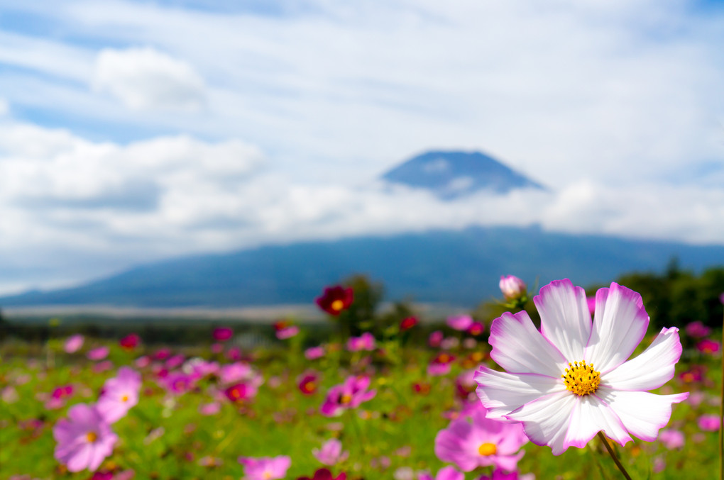 花の都公園　～夏花 × 秋花～