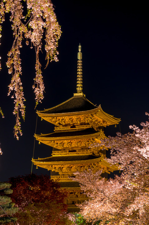 東寺 ～夜桜ライトアップ～