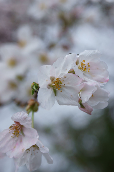 桜三昧　１