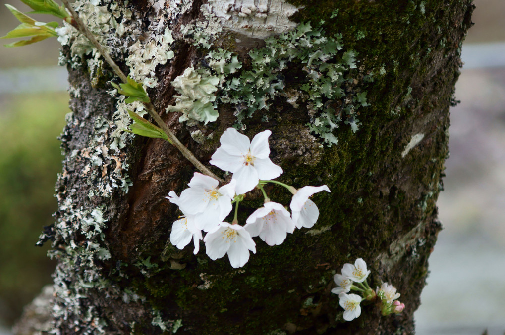 桜三昧　１