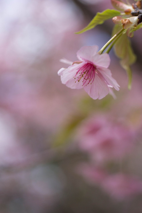 桜（河津さくら）2