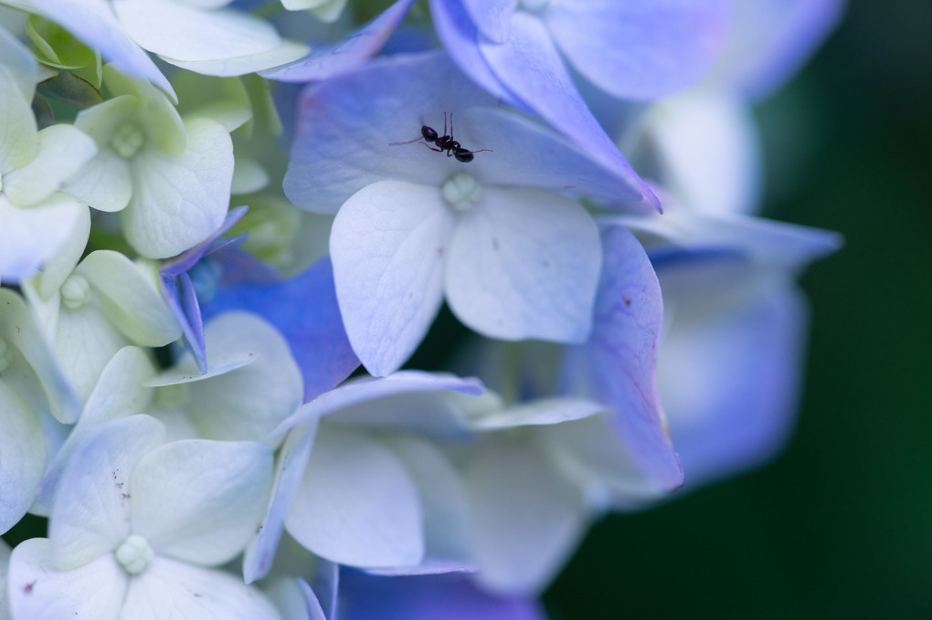 アリと紫陽花